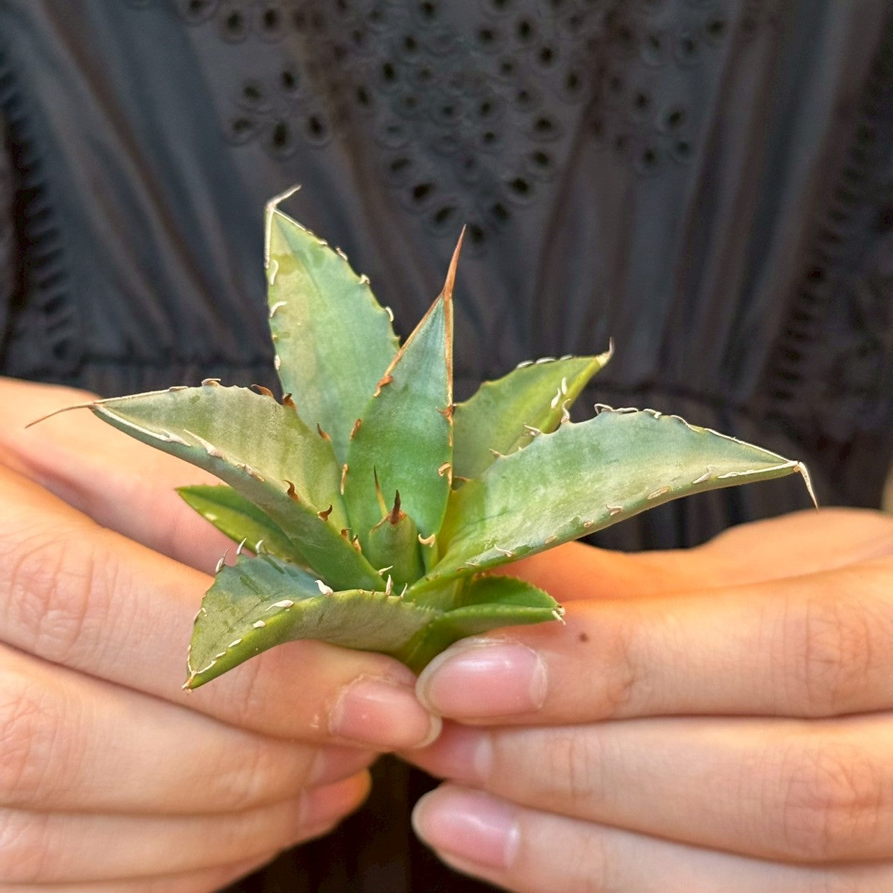 アガベ・ハイブリッド 妖炎×姫厳龍「Agave hybrid Utahensis × Titanota 'Dwarf」/No.2