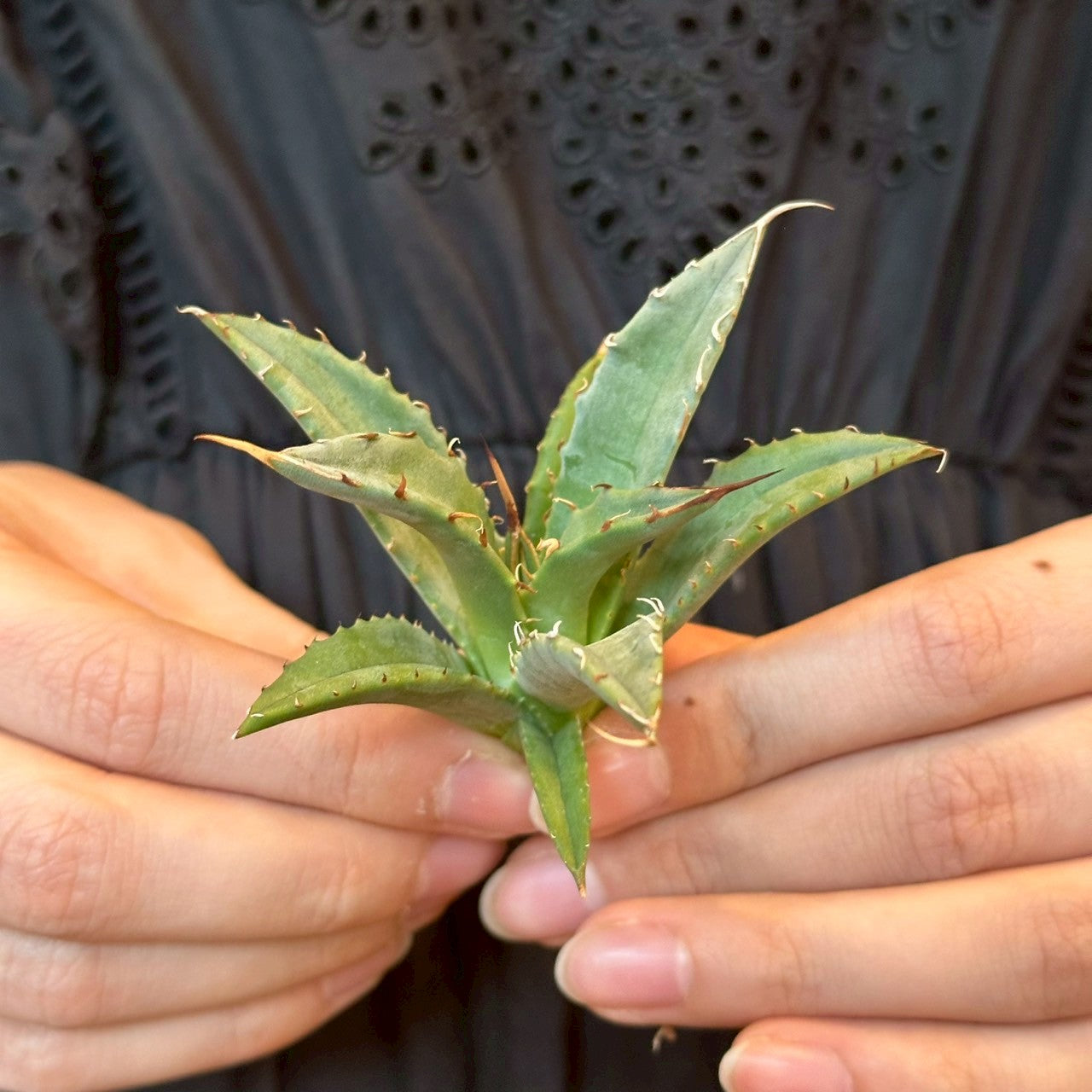 アガベ・ハイブリッド 妖炎×姫厳龍「Agave hybrid Utahensis × Titanota 'Dwarf」/No.1