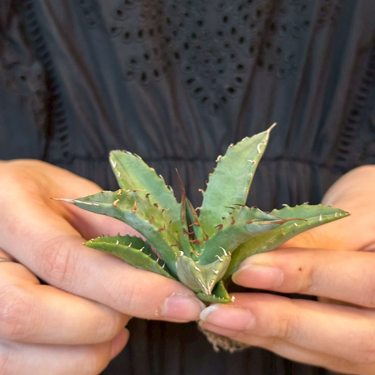 アガベ・ハイブリッド 妖炎×姫厳龍「Agave hybrid Utahensis × Titanota 'Dwarf」/No.19