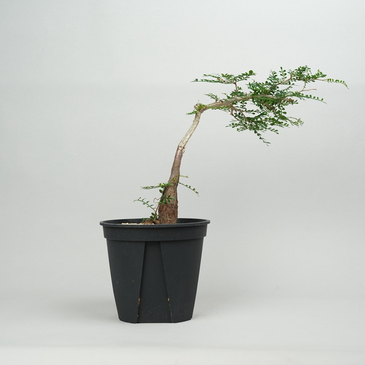 オペルクリカリア・パキプス　実生「Operculicarya pachypus seedling」/ET1152