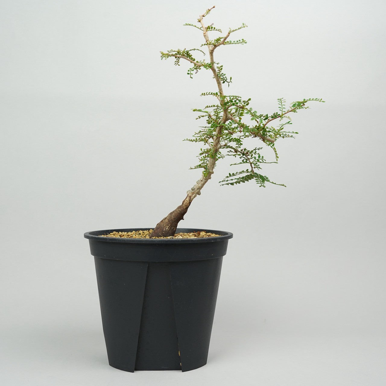 オペルクリカリア・パキプス　実生「Operculicarya pachypus seedling」/ET1157