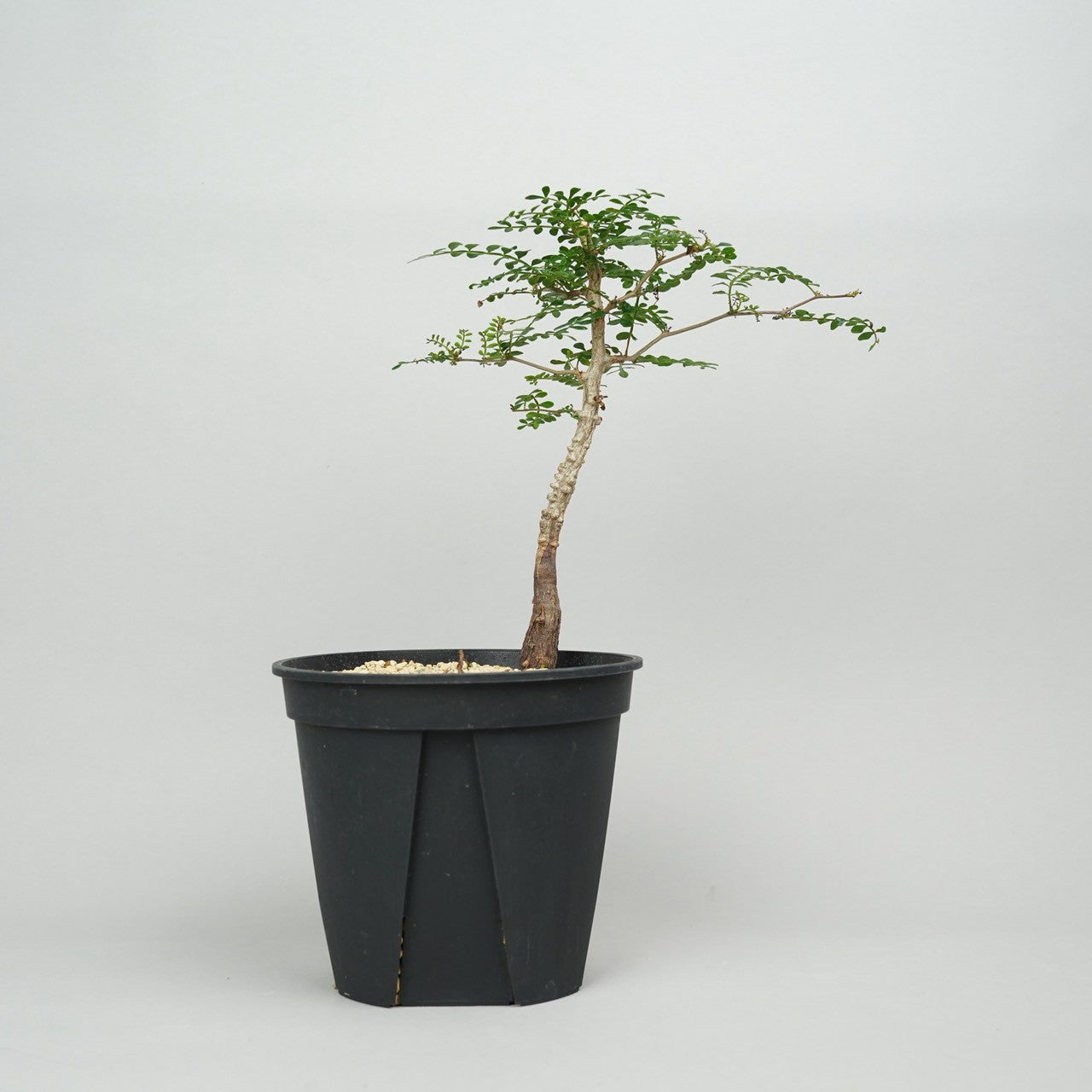 オペルクリカリア・パキプス　実生「Operculicarya pachypus seedling」/ET1158