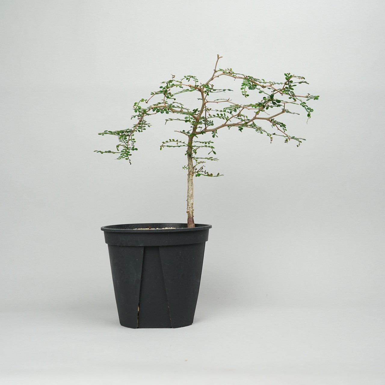 オペルクリカリア・パキプス　実生「Operculicarya pachypus seedling」/ET1160