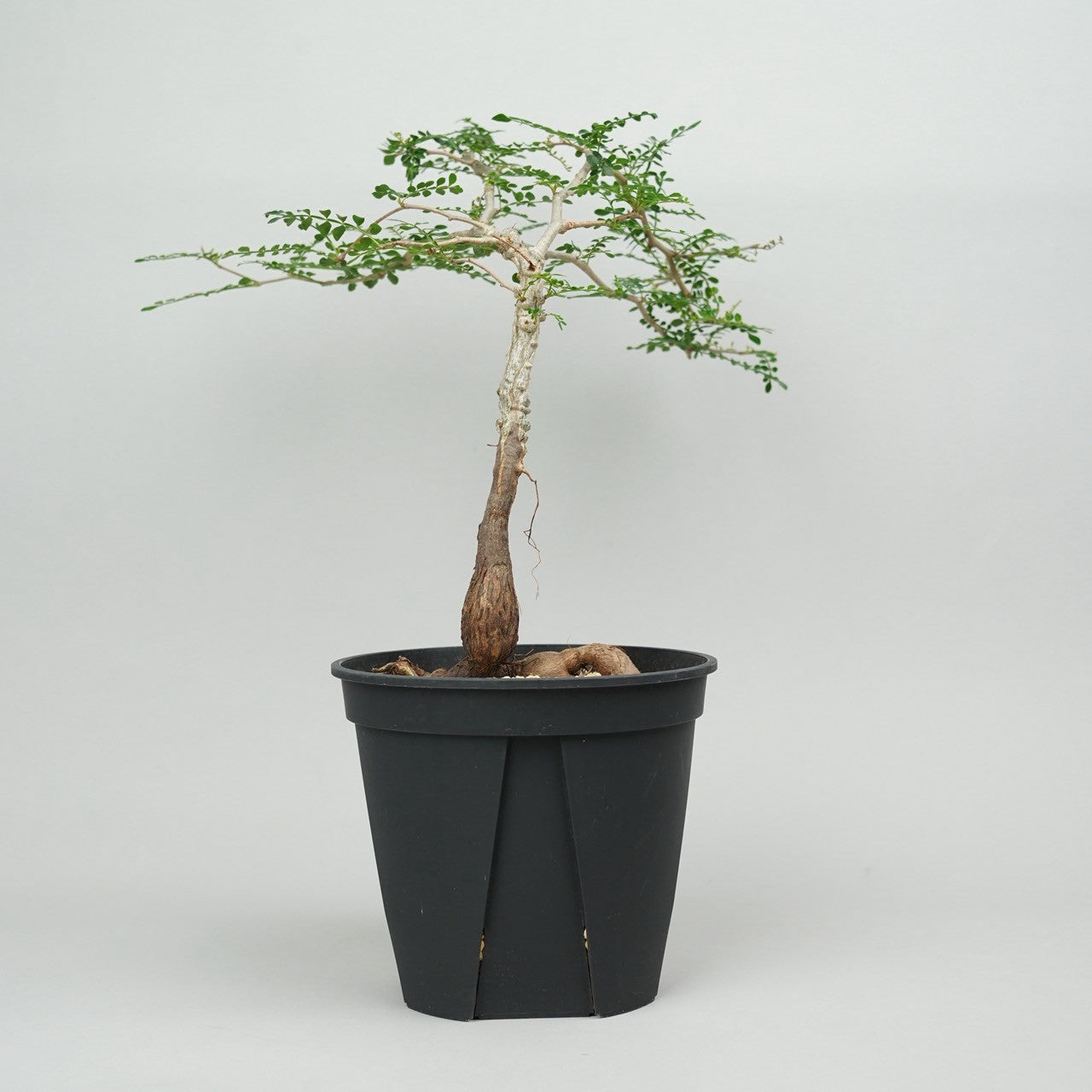 オペルクリカリア・パキプス　実生「Operculicarya pachypus seedling」/ET1153