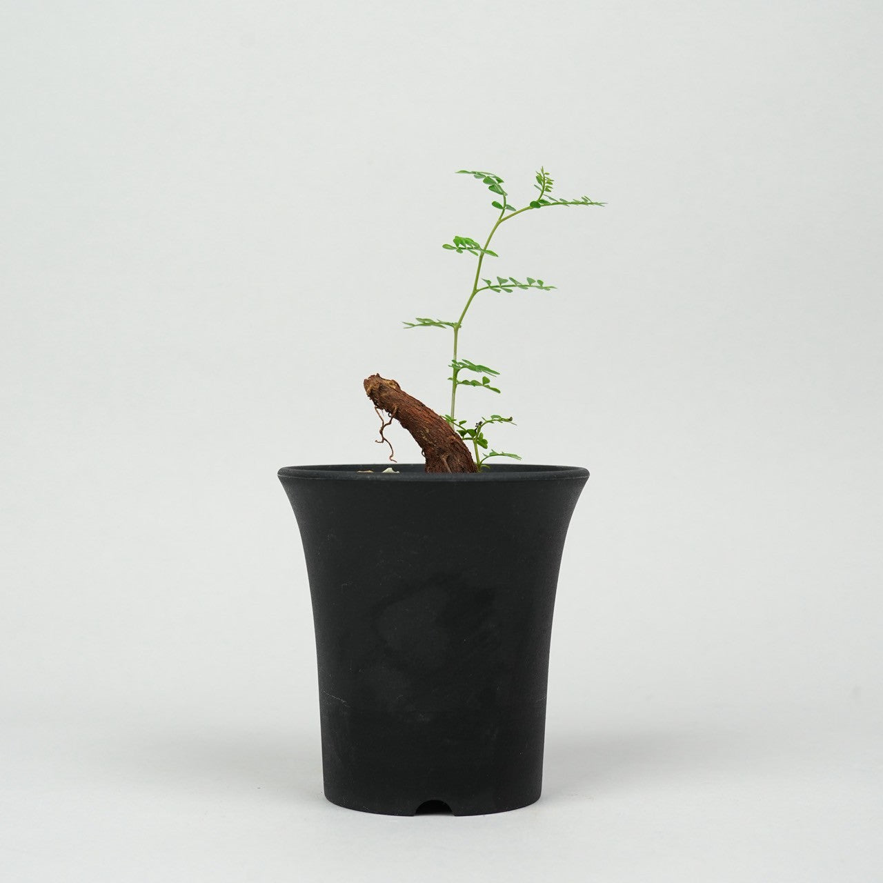オペルクリカリア・パキプス 根挿し「root cuttings of Operculicarya pachypus」/ET1312