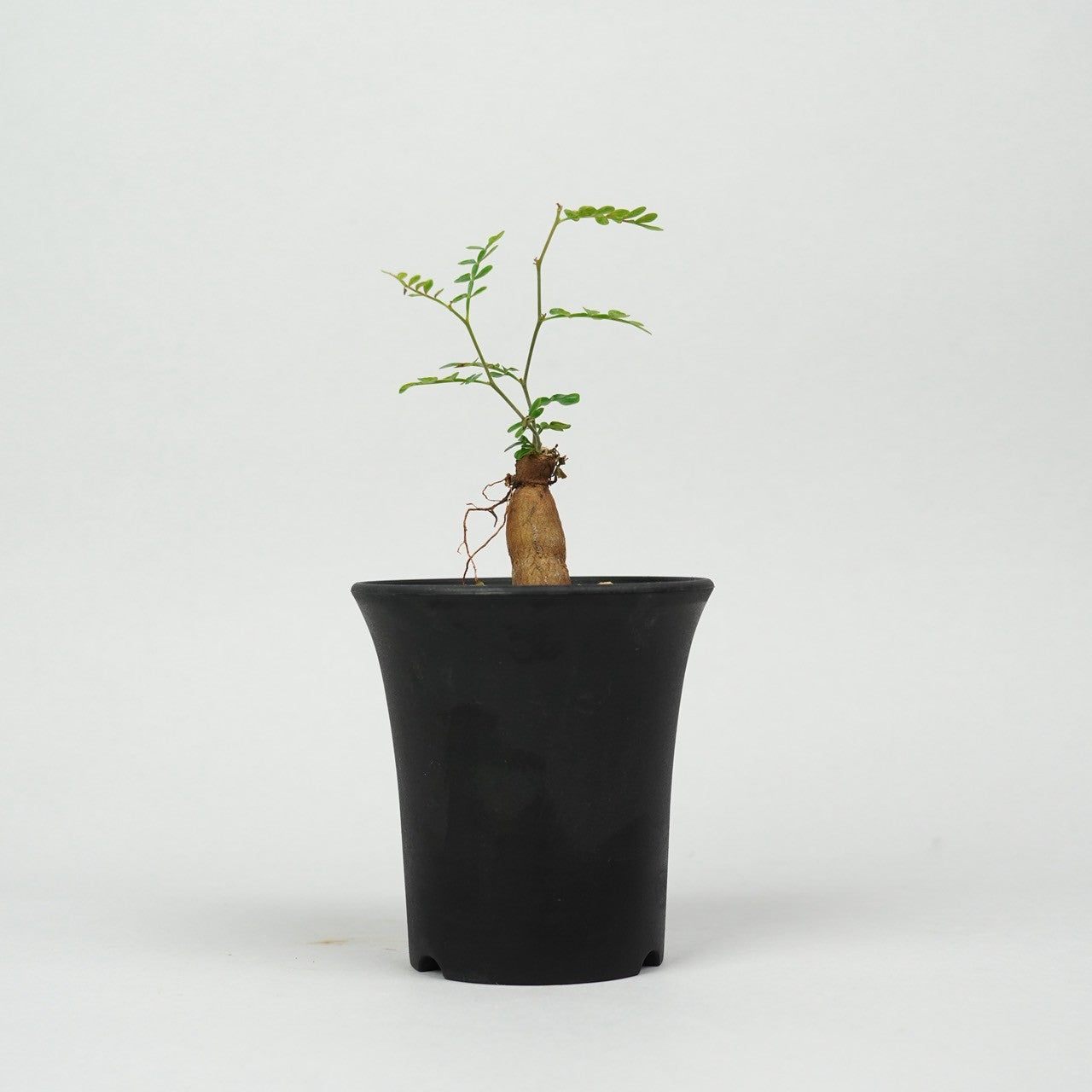 オペルクリカリア・パキプス 根挿し「root cuttings of Operculicarya pachypus」/ET1313
