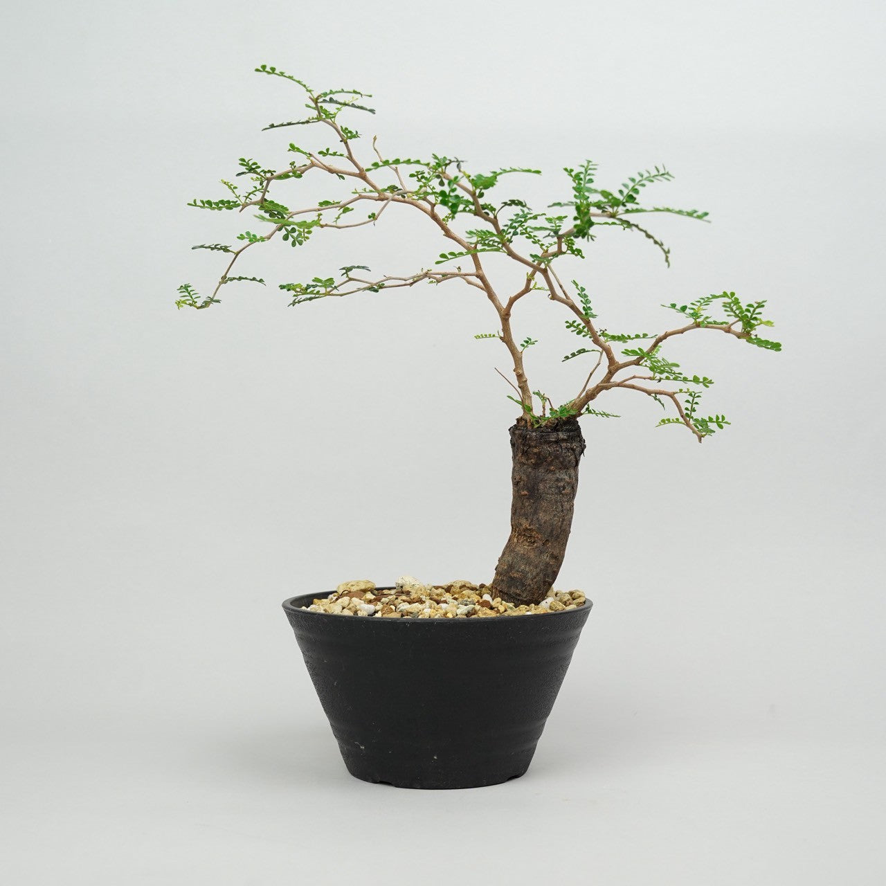 オペルクリカリア・パキプス 根挿し「root cuttings of Operculicarya pachypus」/ET1264