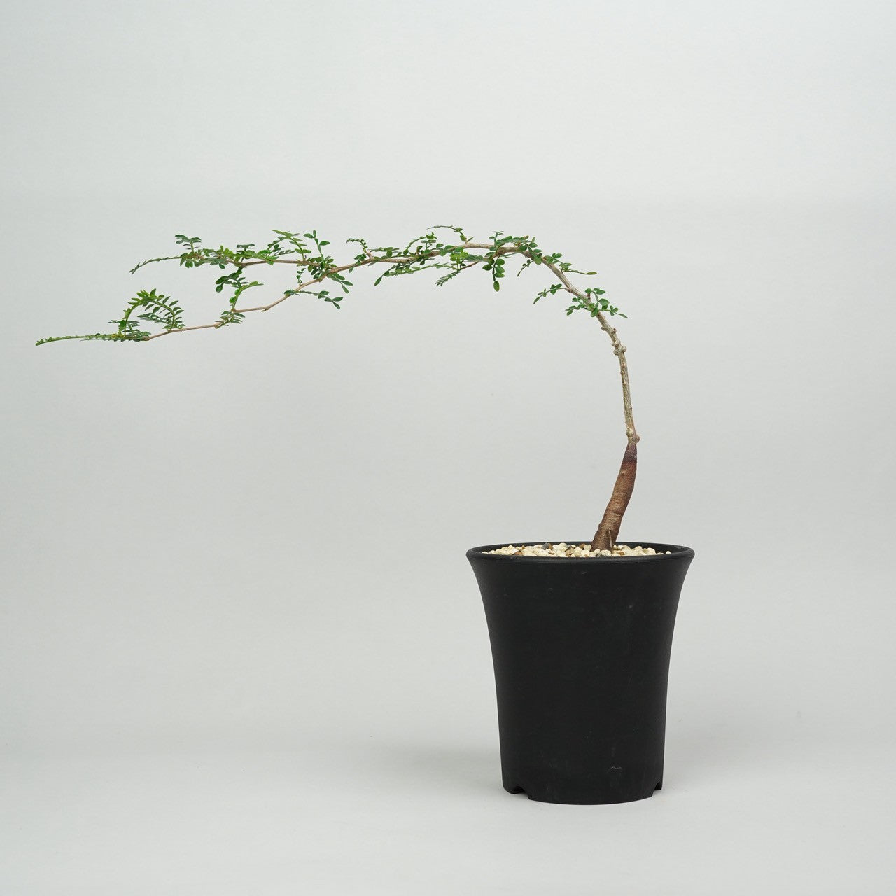 オペルクリカリア・パキプス　実生「Operculicarya pachypus seedling」/ET1283