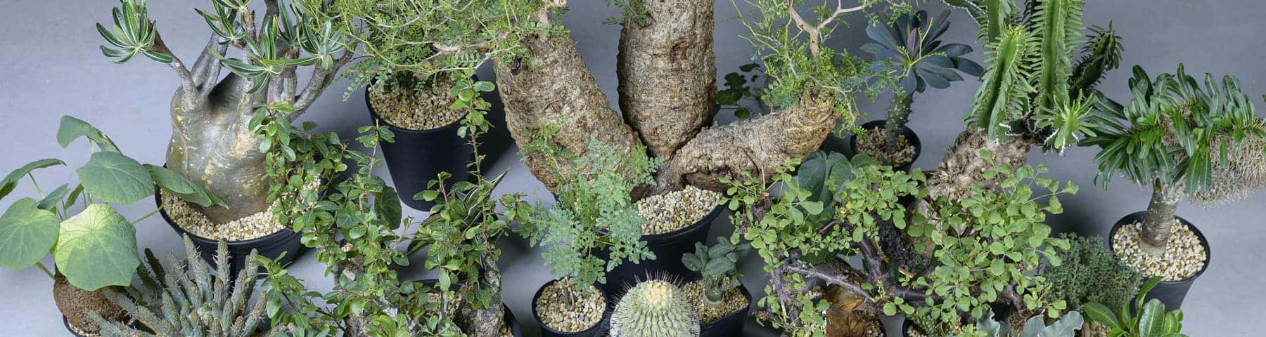 おしゃれな植木鉢や珍しい観葉植物を販売｜鉢と植物専門店 HACHI-8