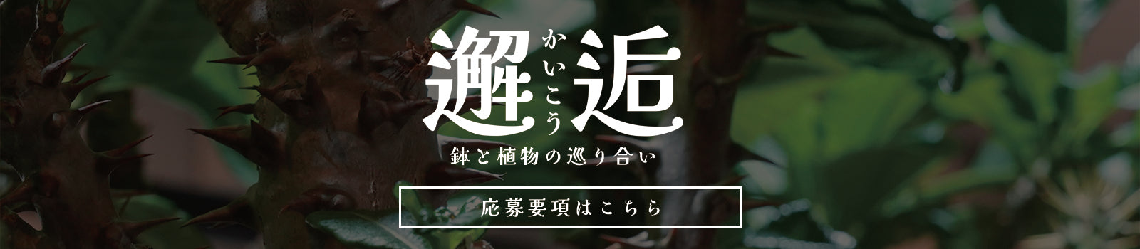 アロエ – Hachi-8
