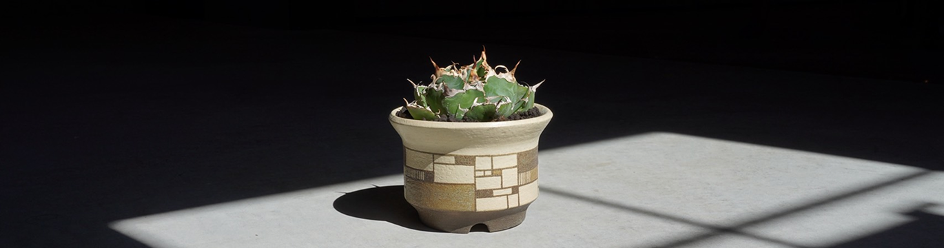 ウォルシュ香織