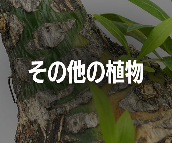 おしゃれな植木鉢や珍しい観葉植物を販売｜鉢と植物専門店 HACHI-8