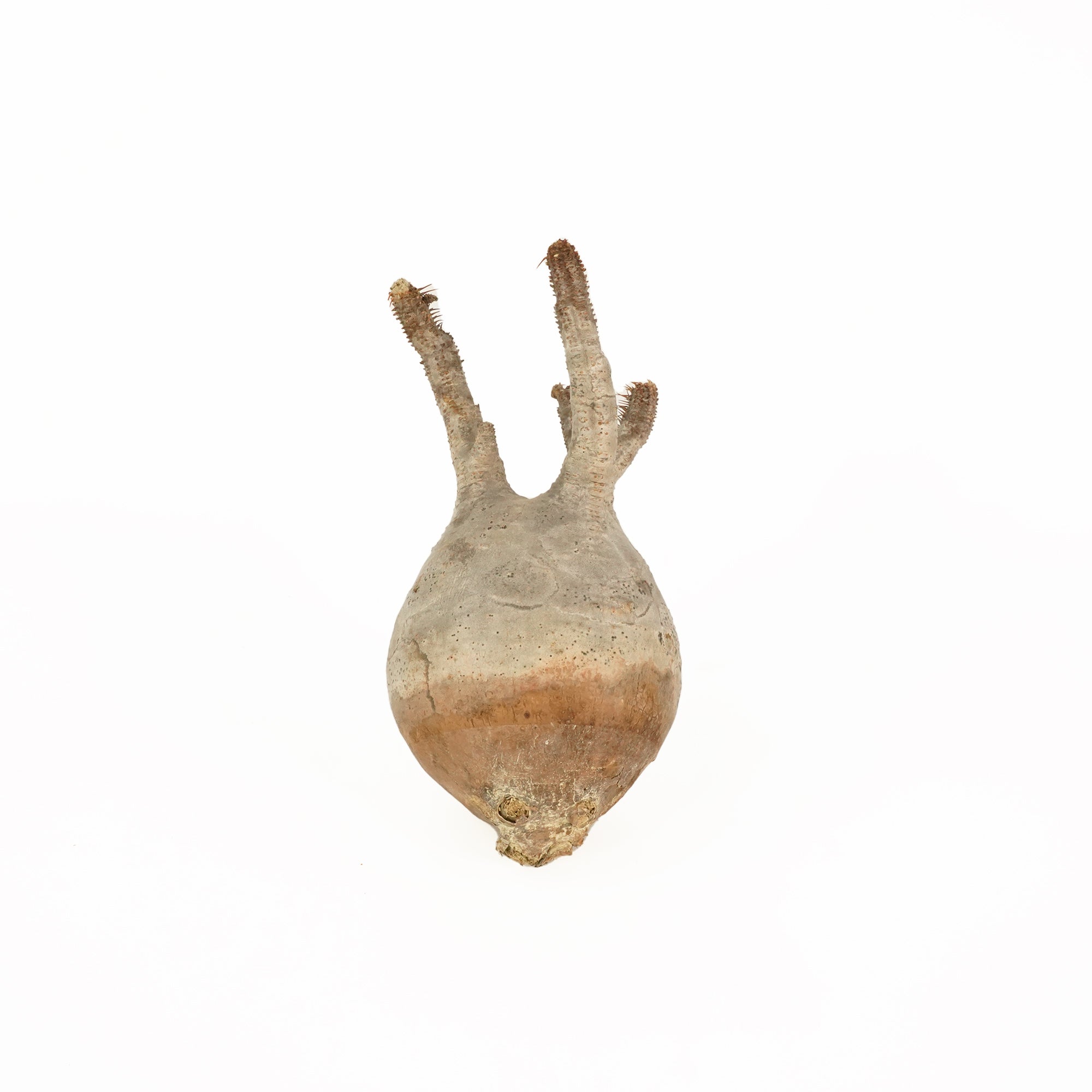 パキポディウム  グラキリス ベアルート株 Pachypodium Gracilius 008