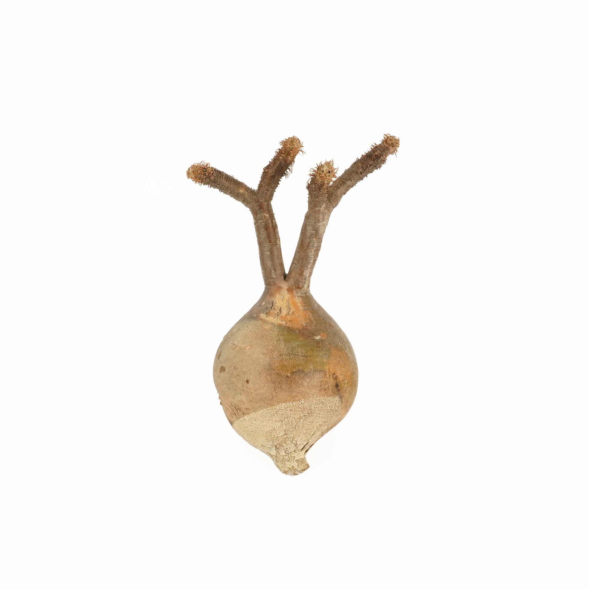 パキポディウム  グラキリス ベアルート株 Pachypodium Gracilius 011