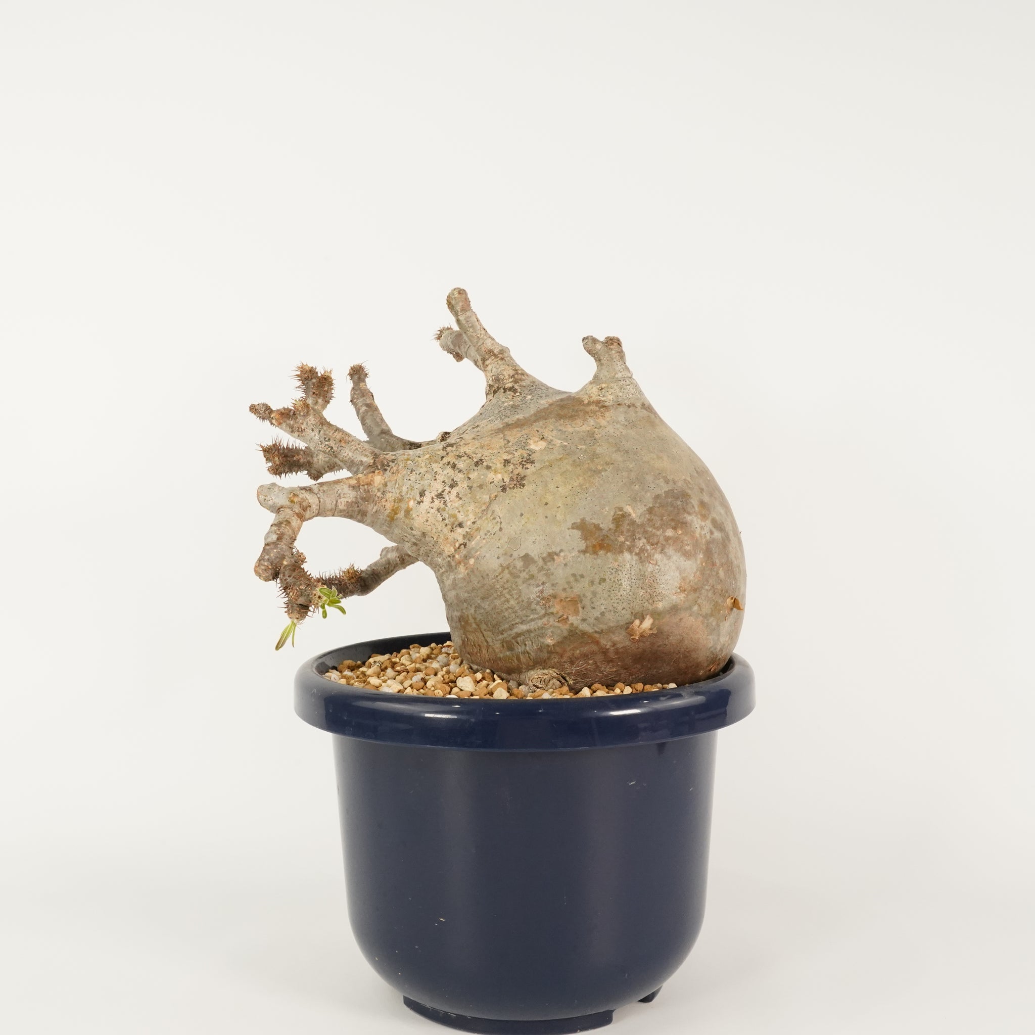 パキポディウム  グラキリス 発根管理中(微発根) Pachypodium Gracilius 015