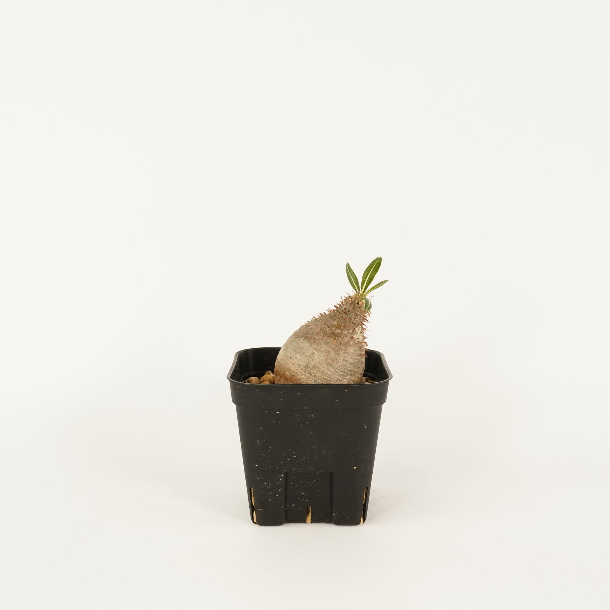パキポディウム  グラキリス 発根管理中(微発根) Pachypodium Gracilius 018
